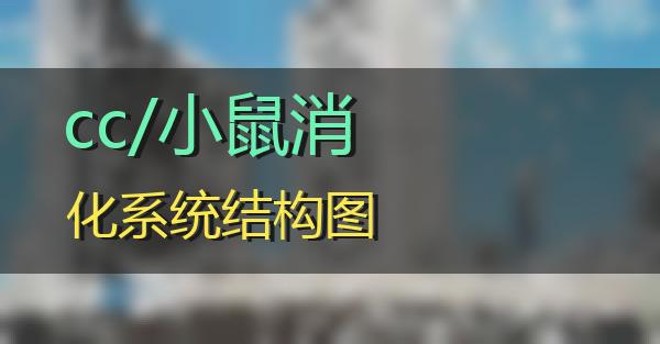 cc/小鼠消化系统结构图的相关图片